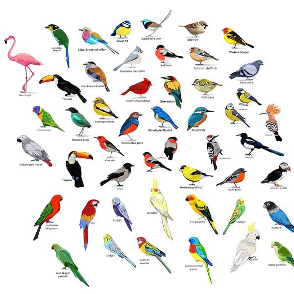 10 : Février le mois des oiseaux