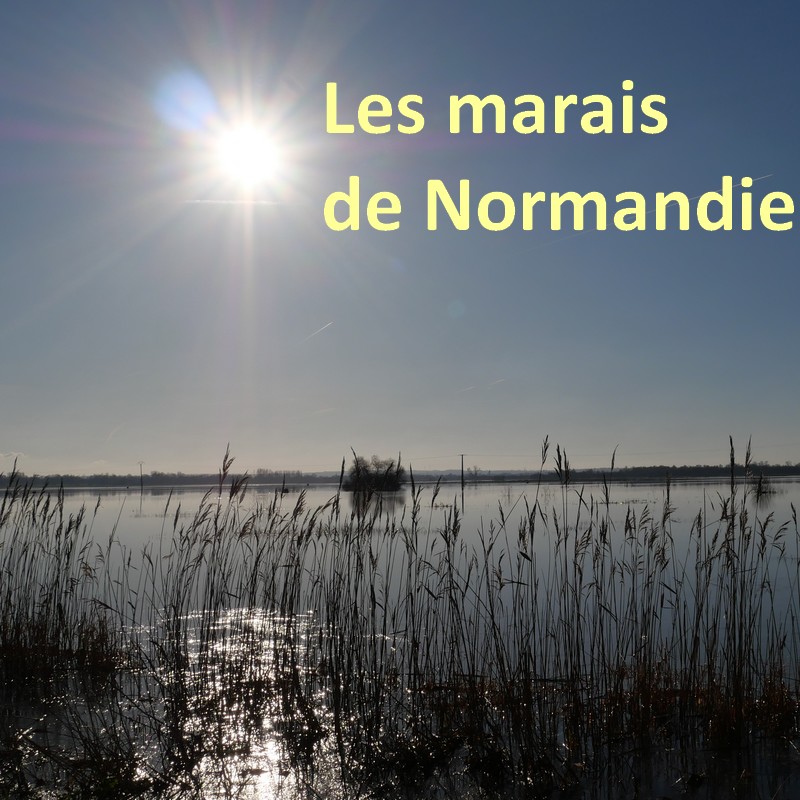 Lire la suite à propos de l’article Les marais ont fondé la Normandie