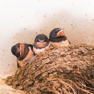 Lire la suite à propos de l’article Marie-Claire Aunai photographie la nature