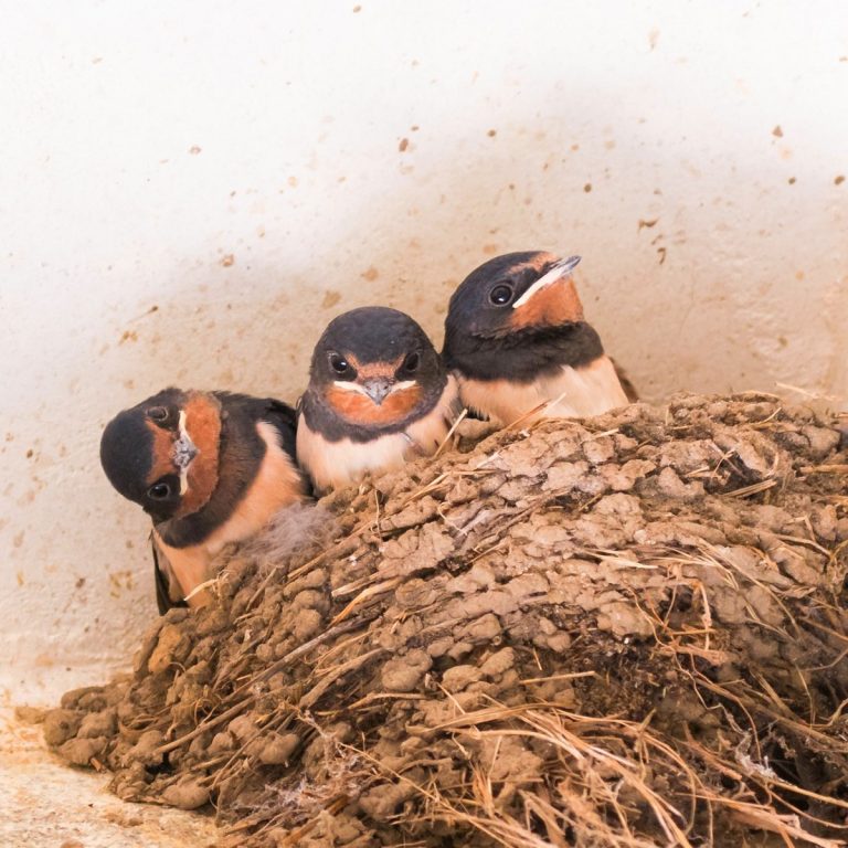 Marie-Claire Aunai photographie la nature