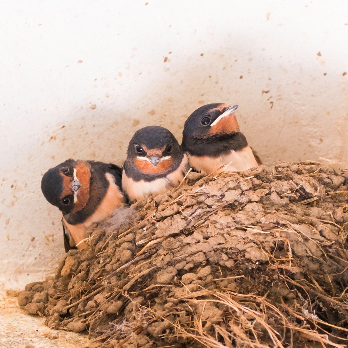 Lire la suite à propos de l’article Marie-Claire Aunai photographie la nature